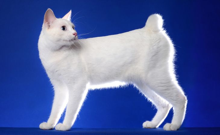 Japanese Bobtail stare at short tail blue background