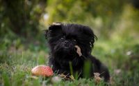 Affenpinscher dog sit in the grass