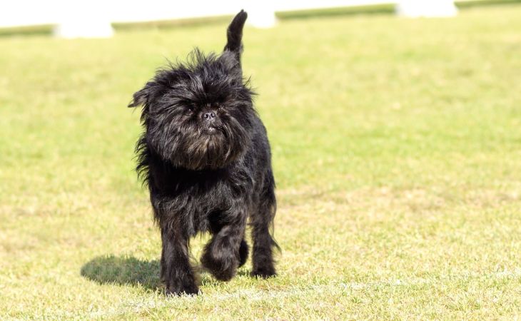 Affenpinscher dog walk outside