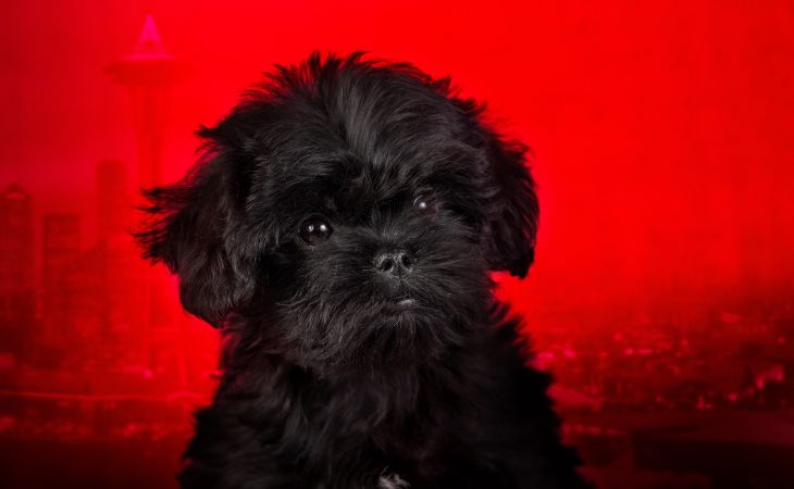 Affenpinscher dog stare ahead