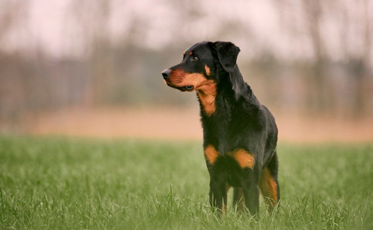 Beauceron dog breed outside