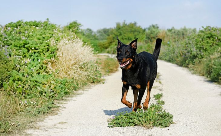 Beauceron dog running outside