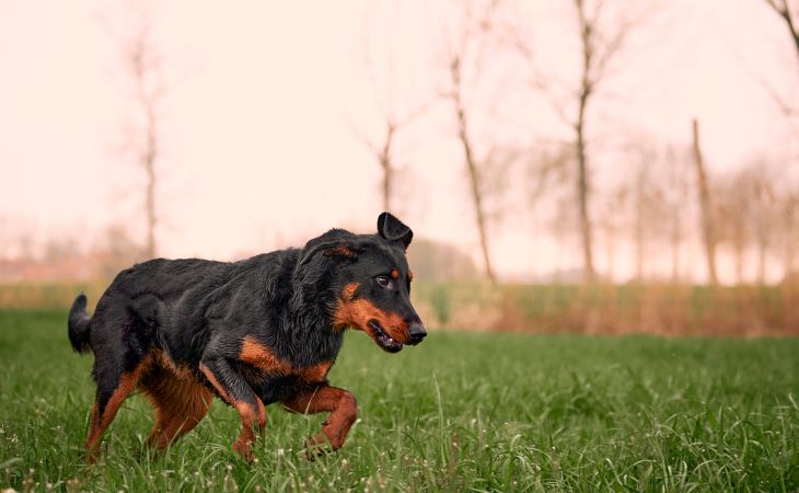 Beauceron dog play outside