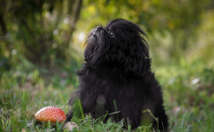 Affenpinscher look up