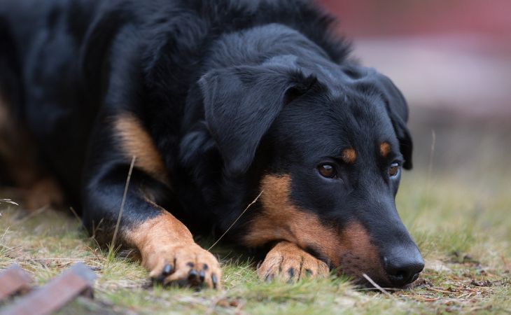 Beauceron lying down