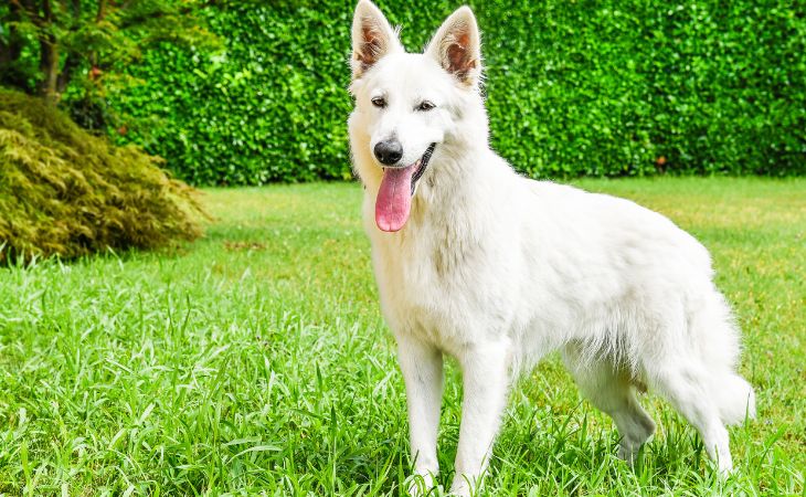 White Swiss Shepherd Dog breed standing grass