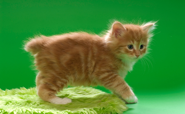 Kurilian bobtail kitten