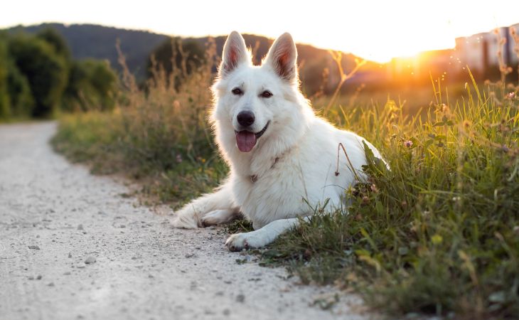 White Swiss Shepherd Dog sit nature