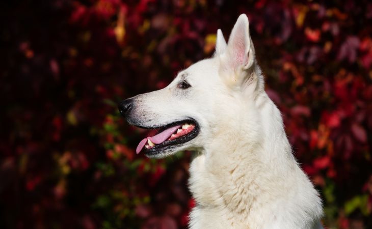 White Swiss Shepherd Dog turn profile