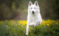 White Swiss Shepherd Dog run nature