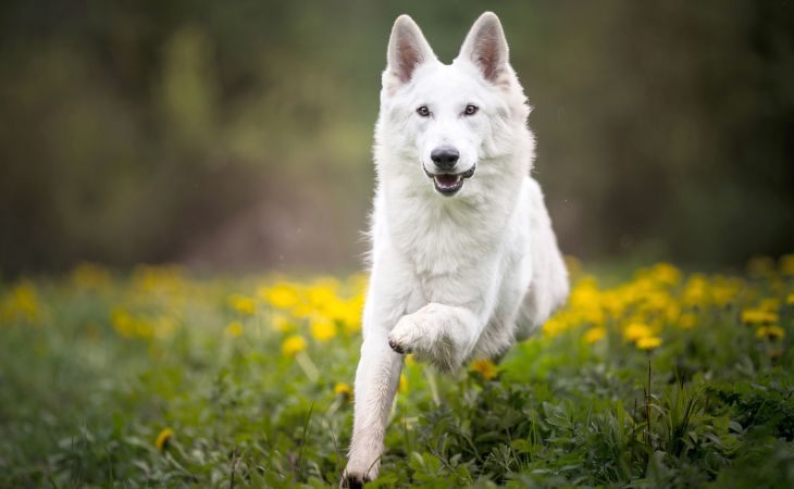 White Swiss Shepherd Dog run nature