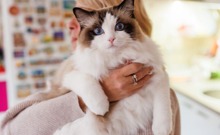 Apartment cat indoor Ragdoll