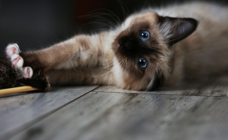 Birman breed cat apartment indoor