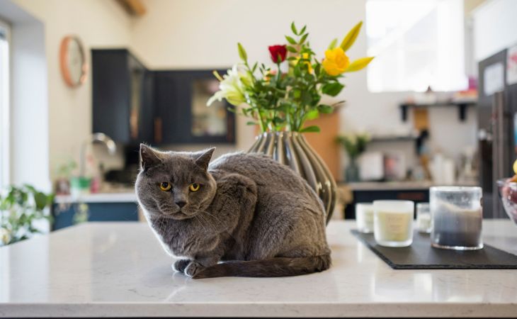 Apartment cat breeds indoor