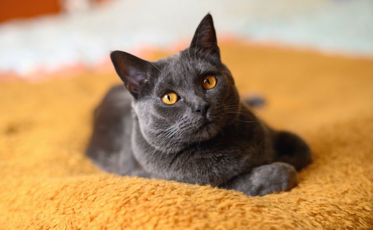 Indoor cat apartment Chartreux