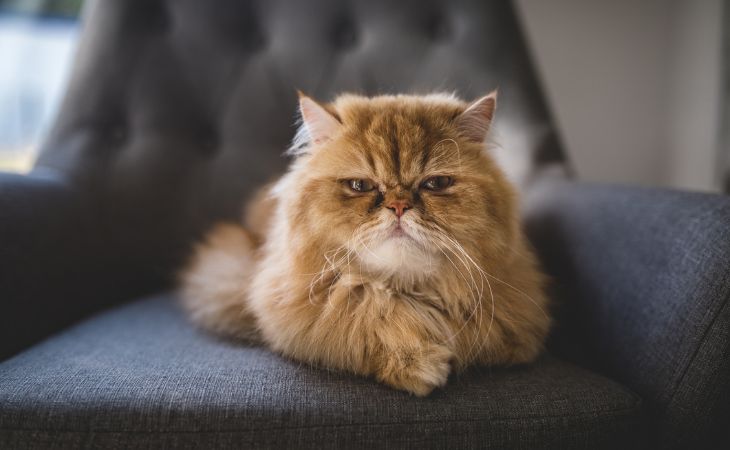 Persian apartment indoor cat