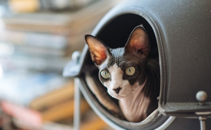 Sphynx cat indoor apartment