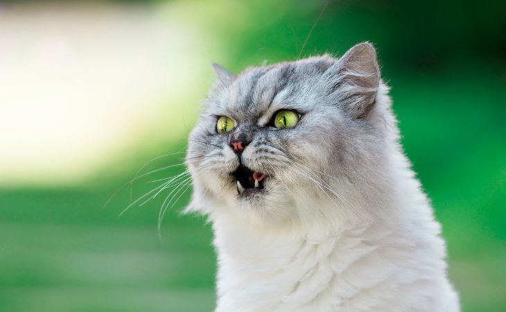 A cat with mouth open hiccup