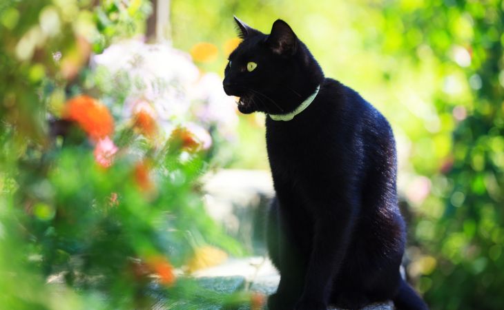 A black cat hiccups outside