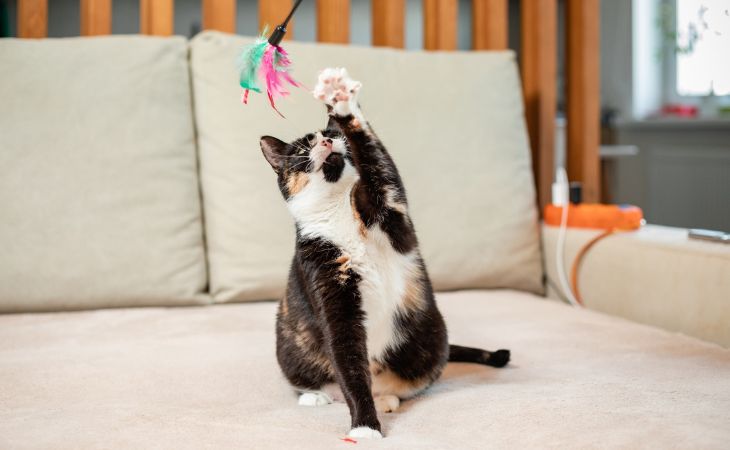 Cat playing with toy