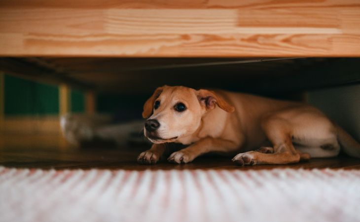 Scared dog hide under couch out of fear