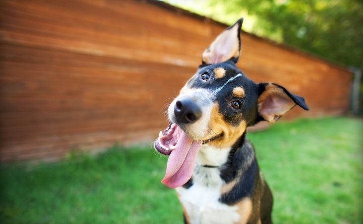 Dog emotions happy tongue out