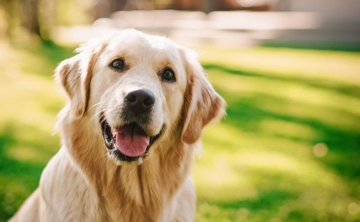 A joyful dog outside