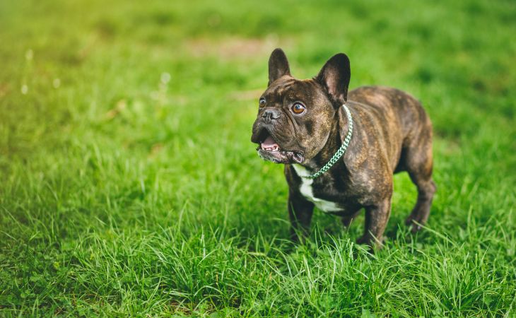 Dog standing surprised with mouth open wide