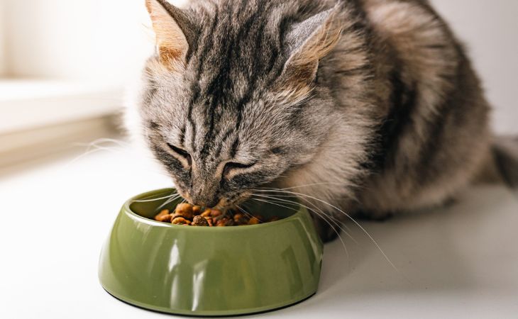 cat eat kibble for nutrition