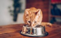 cat eat wet food for nutrition