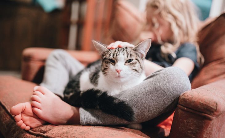 Cat relax on couch with little girl