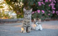 Two kittens outside