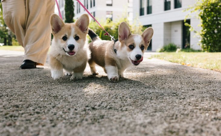 two dogs walk on leash