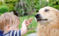 Dog fear children