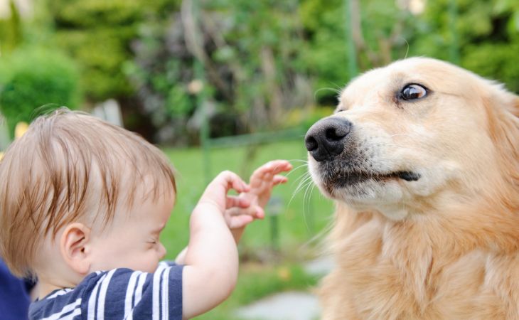 Dog fear children