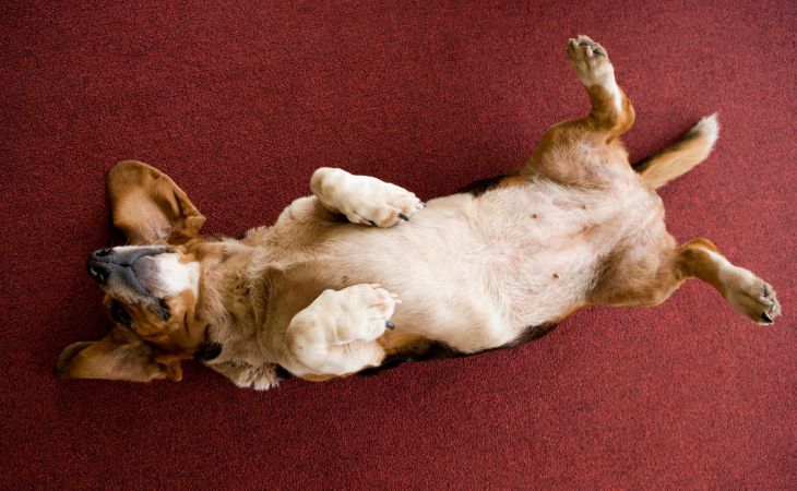 Dog lie down on back indoors