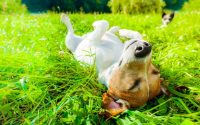 Dog lie down on back in the grass