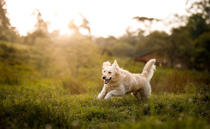 Dog run and smile