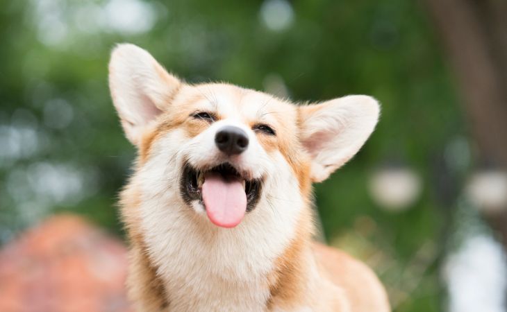 A dog with a smile mouth open tongue out