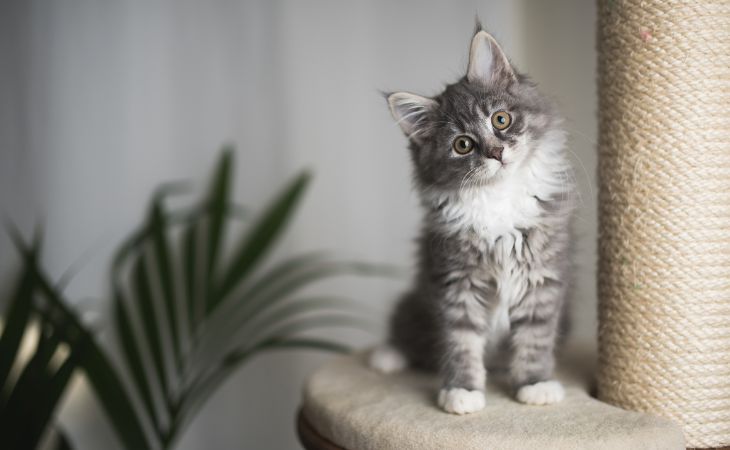 Kitten on cat tree