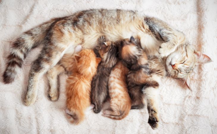 Kittens with mother cat learn to socialize