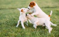 Puppies play together socialize