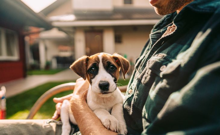 Puppy in human's arms socialize