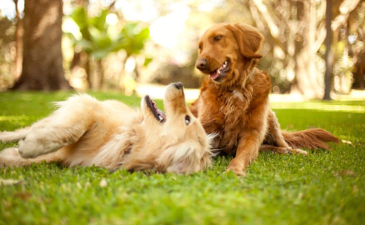 Second dog cohabitation