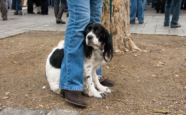 Dog hide between owner's legs afraid