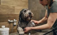 Dog in bath shampoo