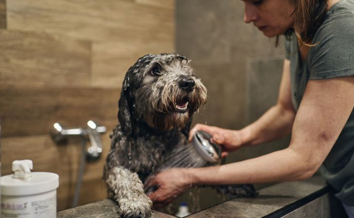 Dog in bath shampoo