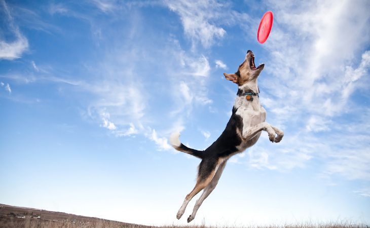 physical activity such a frisbee helps constipated dogs