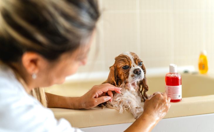 Small dog in bath groom shampoo