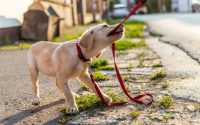 adopt puppy tug on leash